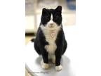 Adopt Toby a Black & White or Tuxedo American Shorthair (short coat) cat in East