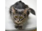 Adopt Cricket a Tan or Fawn Tabby Domestic Mediumhair (medium coat) cat in East