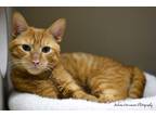 Adopt Noah a Orange or Red Tabby American Shorthair (short coat) cat in East
