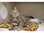 Adopt Courtney a Gray, Blue or Silver Tabby American Shorthair (short coat) cat