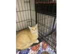 Adopt Tom a Orange or Red Tabby American Shorthair / Mixed (short coat) cat in