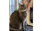Adopt Kimmie a Tortoiseshell American Shorthair / Mixed (short coat) cat in