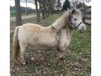 Appy roan mini mare broke and in foal