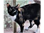 Missy, Domestic Shorthair For Adoption In Rio Rancho, New Mexico