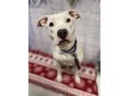 Dior, American Pit Bull Terrier For Adoption In Elkhorn, Wisconsin