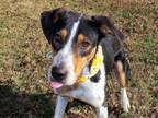 Adopt Pixie 6522 a American Foxhound, Smooth Collie