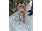 Adopt Snickers a American Staffordshire Terrier