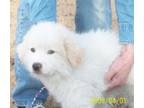 Adopt Baby Boo a Great Pyrenees