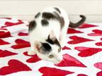 Adopt GISELLE a Domestic Short Hair