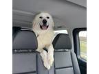 Adopt Cooper a Great Pyrenees, Mixed Breed