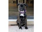Adopt RAYA a Brindle Belgian Malinois / Mixed dog in San Marcos, CA (33493713)
