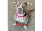Adopt Lauren a Tan/Yellow/Fawn - with White Staffordshire Bull Terrier / Mixed