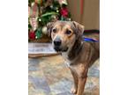 Adopt Partner a Tan/Yellow/Fawn Shepherd (Unknown Type) / Mixed dog in Steamboat