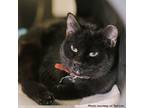 Adopt Chance a Balinese / Mixed cat in Port Washington, NY (33490277)