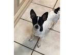 Adopt Sarge a White Rat Terrier / Mixed dog in Waco, TX (33493453)