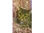 Adopt Gabby a Brown Tabby Domestic Shorthair (short coat) cat in St Augustine