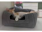Adopt Mercury Q a Orange or Red Tabby Domestic Shorthair / Mixed cat in Cary