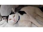 Adopt Spark a White Domestic Shorthair / Domestic Shorthair / Mixed cat in