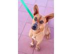 Adopt Harvey a Tan/Yellow/Fawn Corgi / Mixed dog in Rio Rancho, NM (33492612)