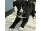 Adopt Akira JuM a Black Great Pyrenees / Border Collie / Mixed dog in Seattle