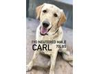 Adopt Carl a Tan/Yellow/Fawn Labrador Retriever / Mixed dog in Santa Rosa