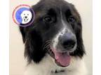 Adopt Bruno a White - with Black Great Pyrenees / Border Collie / Mixed dog in