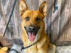 Adopt THOMAS a Red/Golden/Orange/Chestnut German Shepherd Dog / Golden Retriever
