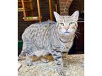 Adopt Keanu a Brown Tabby American Shorthair (short coat) cat in Paris
