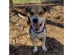 Adopt BRUCE a White - with Tan, Yellow or Fawn Beagle / Mixed dog in Kyle