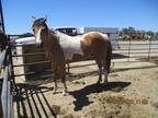 Adopt LULU a White Paint/Pinto / Mixed horse in Hanford, CA (33489209)
