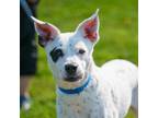 Adopt Harvey a White Australian Cattle Dog / Mixed dog in Ann Arbor