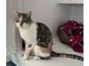 Adopt Rose a Calico or Dilute 