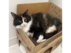Adopt Angel (C#49) a Domestic Mediumhair / Mixed cat in Squamish, BC (33488783)