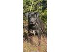 Adopt Fig a Black - with Gray or Silver American Staffordshire Terrier /