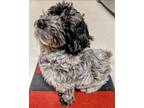 Adopt VIXEN a Gray/Silver/Salt & Pepper - with Black Shih Tzu / Terrier (Unknown