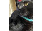 Adopt Philip a All Black Bombay / Mixed (short coat) cat in Tracy, CA (33488513)