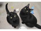 Adopt Derek a All Black Domestic Shorthair / Domestic Shorthair / Mixed cat in