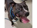 Adopt Marcus a Gray/Blue/Silver/Salt & Pepper Mixed Breed (Large) / Mixed dog in