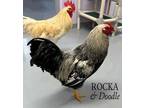 Adopt Doodle a Tan Chicken / Chicken / Mixed bird in Gwinn, MI (33487202)