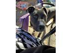 Adopt Ollie a Black - with White American Pit Bull Terrier / Boxer / Mixed dog