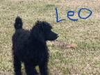 Akc Registered Standard Poodle Puppies