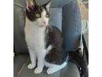 Crunch, Domestic Shorthair For Adoption In Greenville, North Carolina