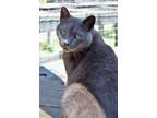 Gracie, Domestic Shorthair For Adoption In Hollywood, Sc, South Carolina