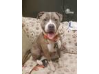 Adopt Lukey Lasagna a American Staffordshire Terrier
