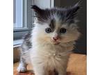 Yam Domestic Longhair Kitten Female