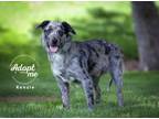 Adopt Kenzie a Catahoula Leopard Dog, Cattle Dog