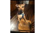 Adopt Oscar a Brown/Chocolate American Pit Bull Terrier / Mixed dog in