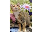 Adopt Jen a Calico or Dilute Calico Calico / Mixed cat in Cary, NC (33494932)