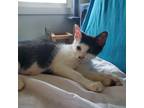Adopt Yao a Domestic Shorthair / Mixed (short coat) cat in Newnan, GA (33497118)