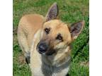 Adopt Teddy a German Shepherd Dog / Mixed dog in Quinlan, TX (33497055)